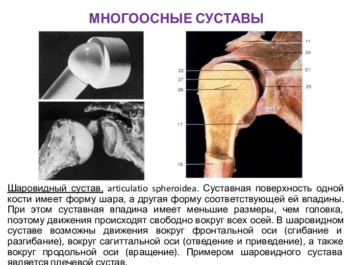 МНОГООСНЫЕ СУСТАВЫ Шаровидный сустав, articulatio spheroidea. Суставная поверхность одной кости имеет форму шара,