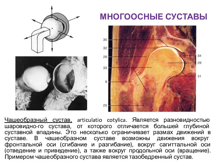 МНОГООСНЫЕ СУСТАВЫ Чашеобразный сустав, articulatio cotylica. Является разновидностью шаровидно-го сустава, от которого отличается
