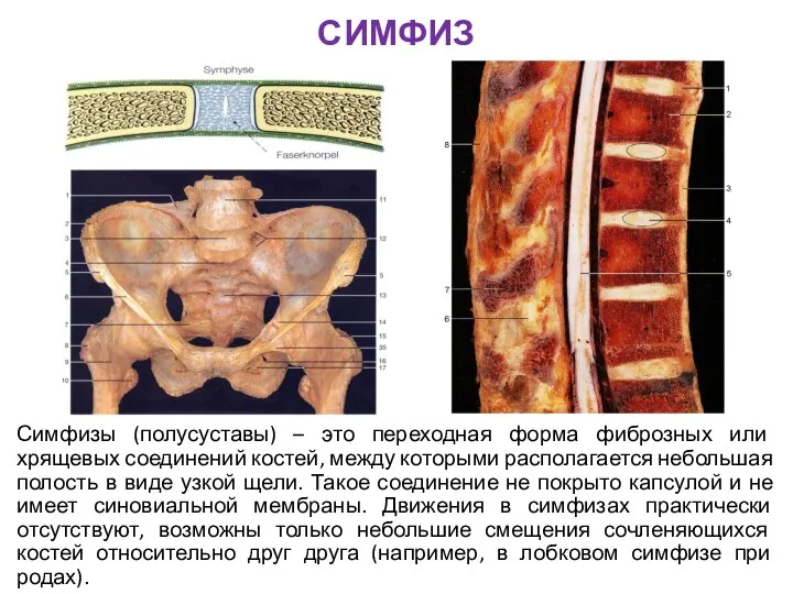 СИМФИЗ Симфизы (полусуставы) – это переходная форма фиброзных или хрящевых соединений костей, между
