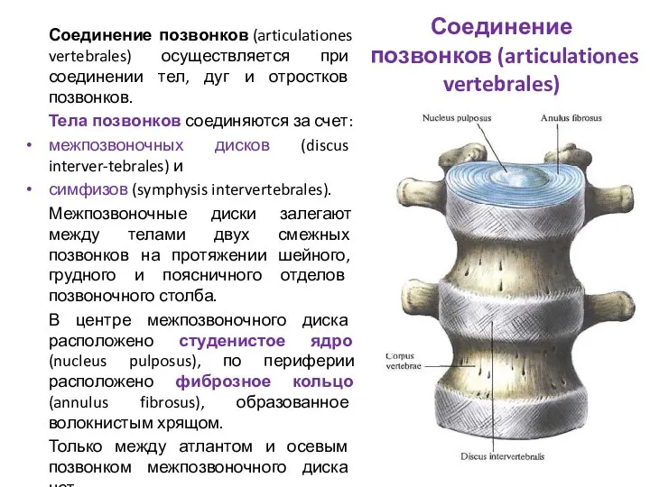 Соединение позвонков (articulationes vertebrales) Соединение позвонков (articulationes vertebrales) осуществляется при соединении тел, дуг