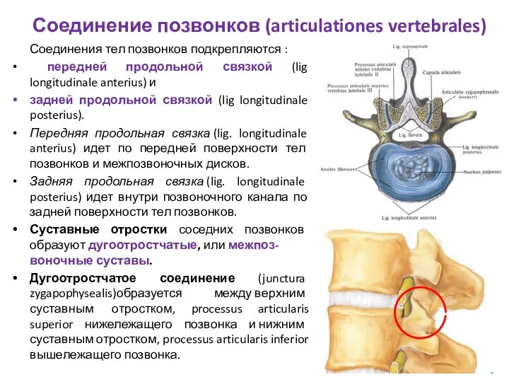 Соединение позвонков (articulationes vertebrales) Соединения тел позвонков подкрепляются : передней продольной связкой (lig