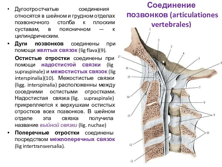Соединение позвонков (articulationes vertebrales) Дугоотростчатые соединения относятся в шейном и грудном отделах позвоночного