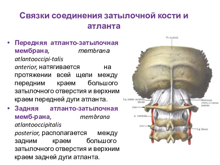 Связки соединения затылочной кости и атланта Передняя атланто-затылочная мембрана, тетbrаnа atlantooccipi-talis anterior, натягивается