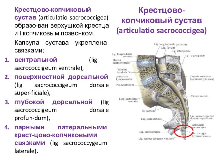 Крестцово-копчиковый сустав (articulatio sacrococcigea) Крестцово-копчиковый сустав (articulatio sacrococcigea) образо-ван верхушкой крестца и I