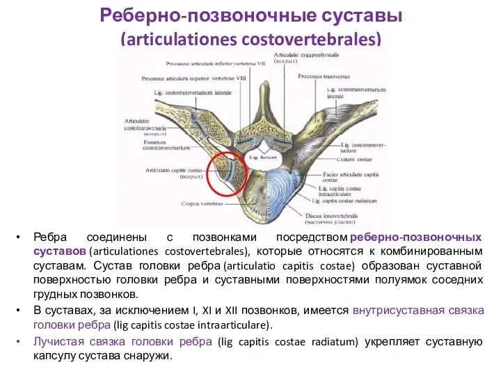 Реберно-позвоночные суставы (articulationes costovertebrales) Ребра соединены с позвонками посредством реберно-позвоночных суставов (articulationes costovertebrales),