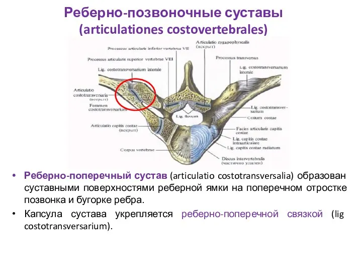 Реберно-позвоночные суставы (articulationes costovertebrales) Реберно-поперечный сустав (articulatio costotransversalia) образован суставными поверхностями реберной ямки