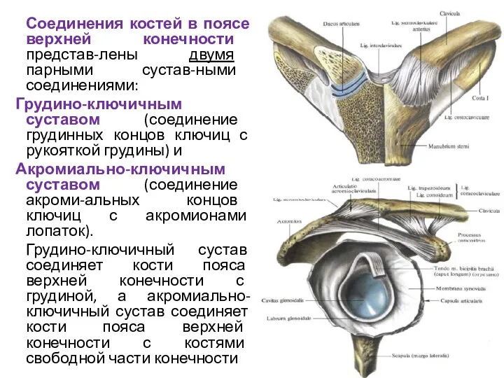 Соединения костей в поясе верхней конечности представ-лены двумя парными сустав-ными соединениями: Грудино-ключичным суставом