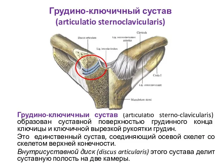 Грудино-ключичный сустав (articulatio sternoclavicularis) Грудино-ключичный сустав (articulatio sterno-clavicularis) образован суставной поверхностью грудинного конца