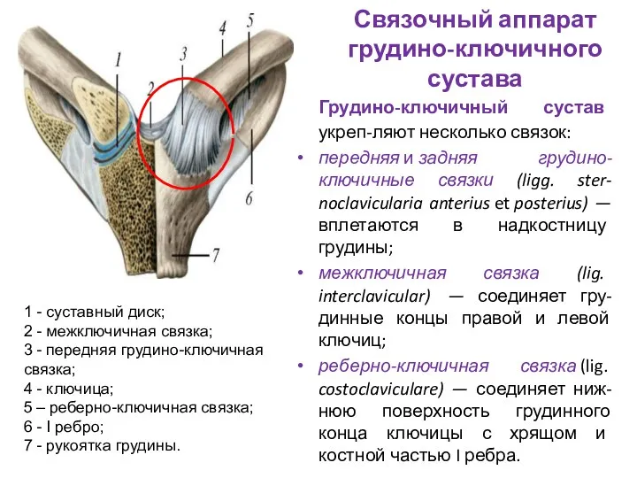 Связочный аппарат грудино-ключичного сустава Грудино-ключичный сустав укреп-ляют несколько связок: передняя и задняя грудино-ключичные