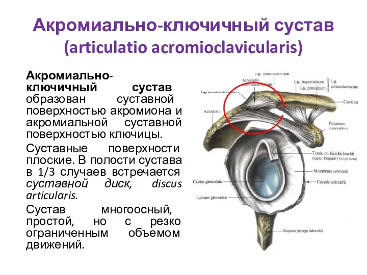 Акромиально-ключичный сустав (articulatio acromioclavicularis) Акромиально-ключичный сустав образован суставной поверхностью акромиона и акромиальной суставной