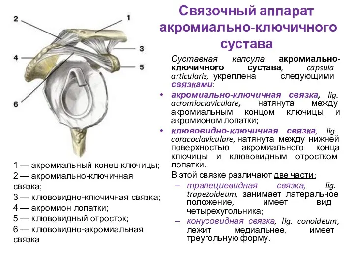 Связочный аппарат акромиально-ключичного сустава Суставная капсула акромиально-ключичного сустава, capsula articularis, укреплена следующими связками: