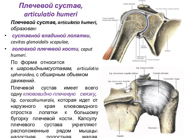 Плечевой сустав, articulatio humeri Плечевой сустав, articulatio humeri, образован: суставной впадиной лопатки, cavitas