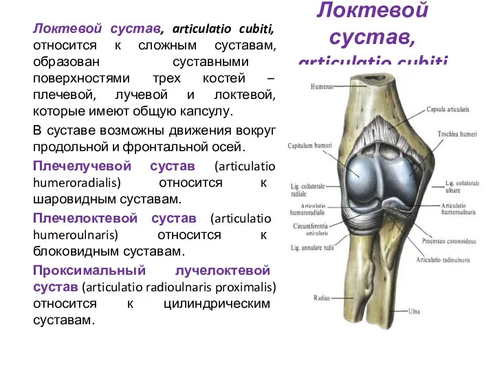 Локтевой сустав, articulatio cubiti Локтевой сустав, articulatio cubiti, относится к сложным суставам, образован