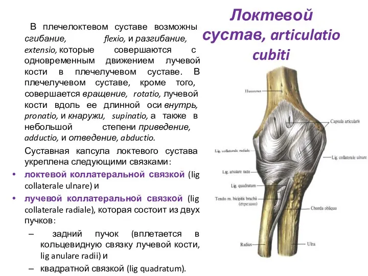 Локтевой сустав, articulatio cubiti В плечелоктевом суставе возможны сгибание, flexio, и разгибание, extensio,
