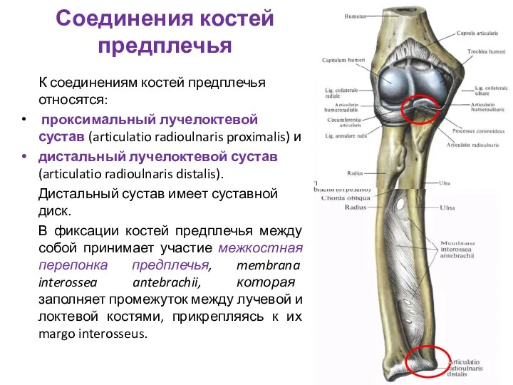 Соединения костей предплечья К соединениям костей предплечья относятся: проксимальный лучелоктевой сустав (articulatio radioulnaris