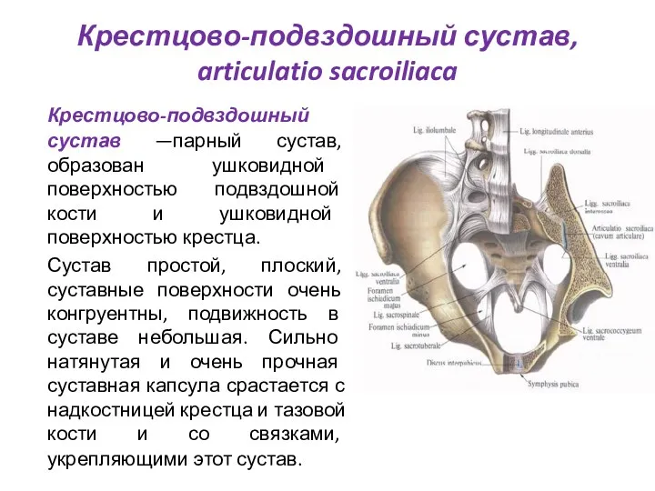 Крестцово-подвздошный сустав, articulatio sacroiliaca Крестцово-подвздошный сустав —парный сустав, образован ушковидной поверхностью подвздошной кости
