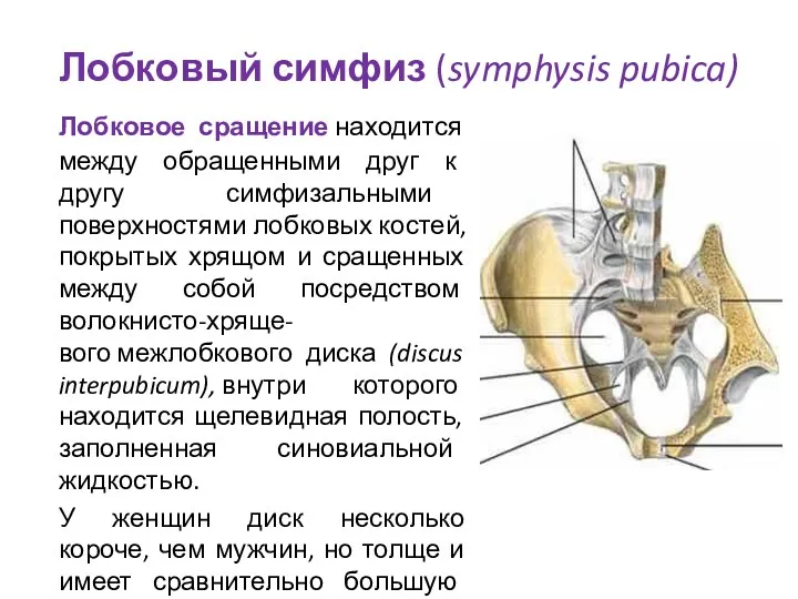 Лобковый симфиз (symphysis pubica) Лобковое сращение находится между обращенными друг к другу симфизальными
