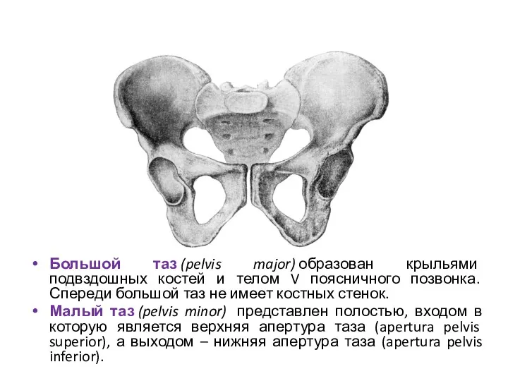 Большой таз (pelvis major) образован крыльями подвздошных костей и телом V поясничного позвонка.