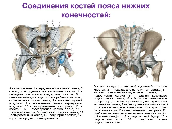 Соединения костей пояса нижних конечностей: А - вид спереди: 1 - передняя продольная