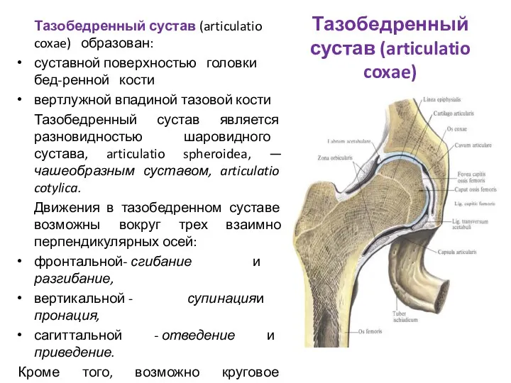 Тазобедренный сустав (articulatio coxae) Тазобедренный сустав (articulatio coxae) образован: суставной поверхностью головки бед-ренной
