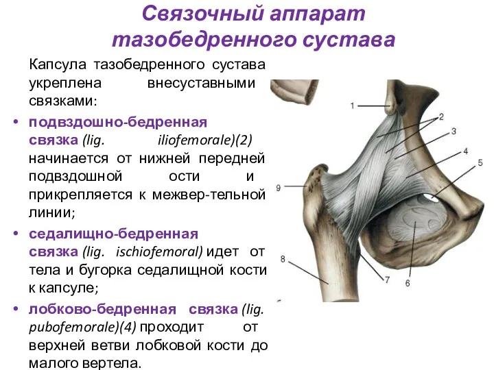 Связочный аппарат тазобедренного сустава Капсула тазобедренного сустава укреплена внесуставными связками: подвздошно-бедренная связка (lig.