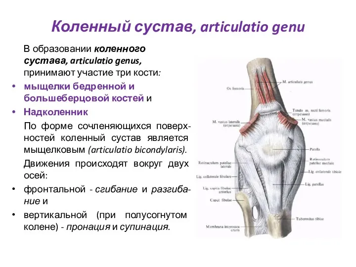 Коленный сустав, articulatio genu В образовании коленного сустава, articulatio genus,