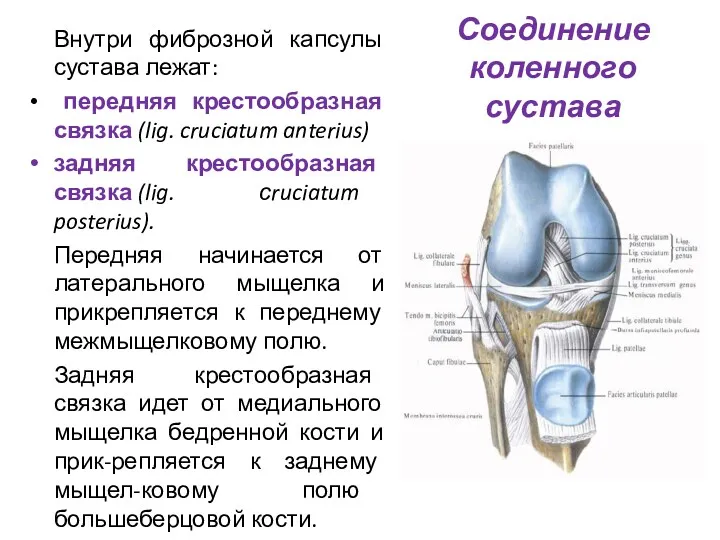 Соединение коленного сустава Внутри фиброзной капсулы сустава лежат: передняя крестообразная связка (lig. cruciatum