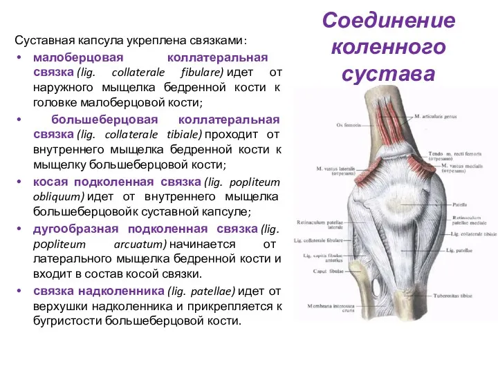 Соединение коленного сустава Суставная капсула укреплена связками: малоберцовая коллатеральная связка (lig. collaterale fibulare)