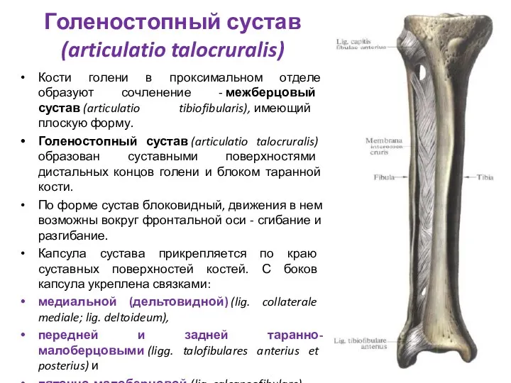 Голеностопный сустав (articulatio talocruralis) Кости голени в проксимальном отделе образуют сочленение - межберцовый