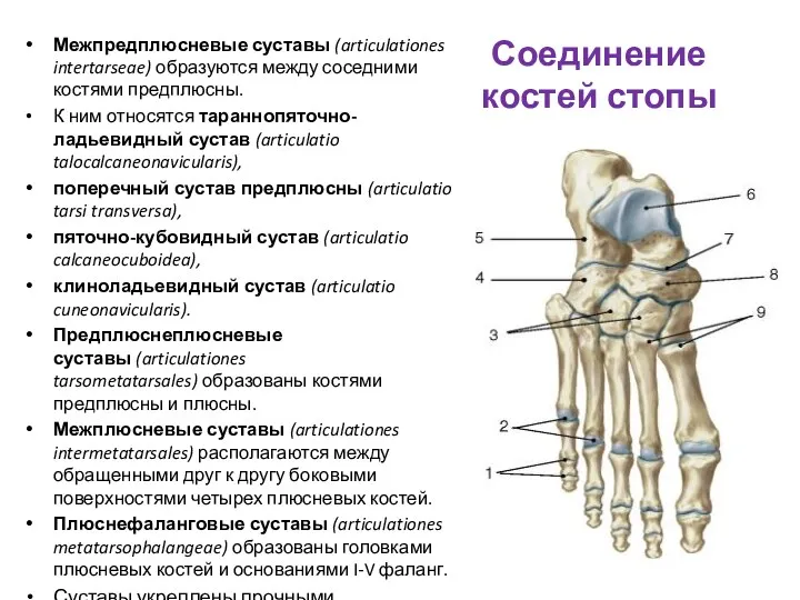 Соединение костей стопы Межпредплюсневые суставы (articulationes intertarseae) образуются между соседними костями предплюсны. К
