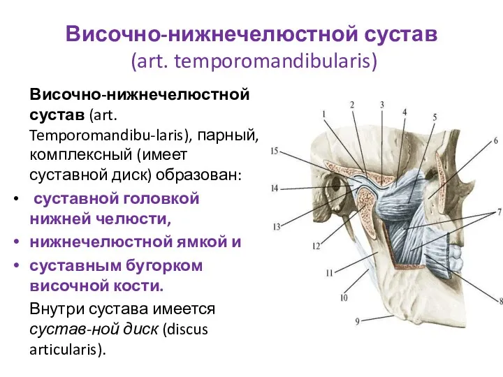 Височно-нижнечелюстной сустав (art. temporomandibularis) Височно-нижнечелюстной сустав (art. Temporomandibu-laris), парный, комплексный (имеет суставной диск)