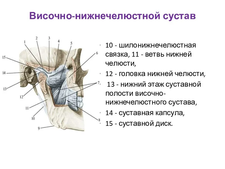 Височно-нижнечелюстной сустав 10 - шилонижнечелюстная связка, 11 - ветвь нижней челюсти, 12 -