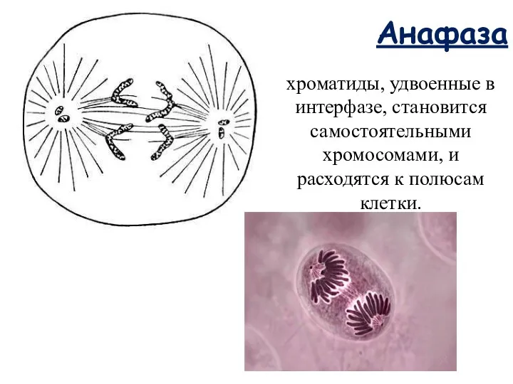 Анафаза хроматиды, удвоенные в интерфазе, становится самостоятельными хромосомами, и расходятся к полюсам клетки.