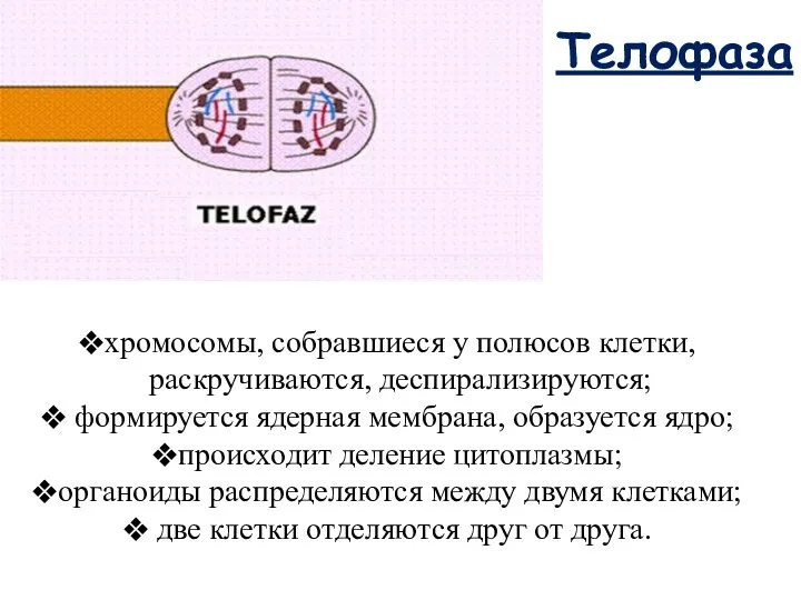 Телофаза хромосомы, собравшиеся у полюсов клетки, раскручиваются, деспирализируются; формируется ядерная