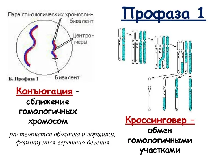 Профаза 1 Конъюгация – сближение гомологичных хромосом Кроссинговер – обмен