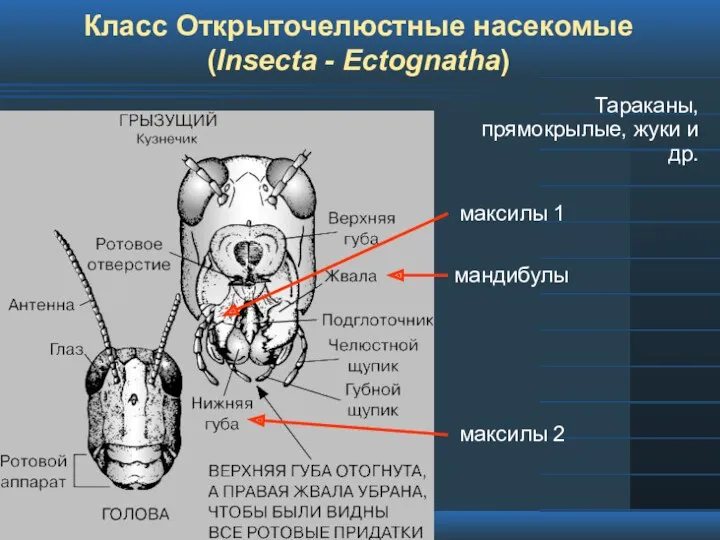 Класс Открыточелюстные насекомые (Insecta - Ectognatha) Тараканы, прямокрылые, жуки и др.