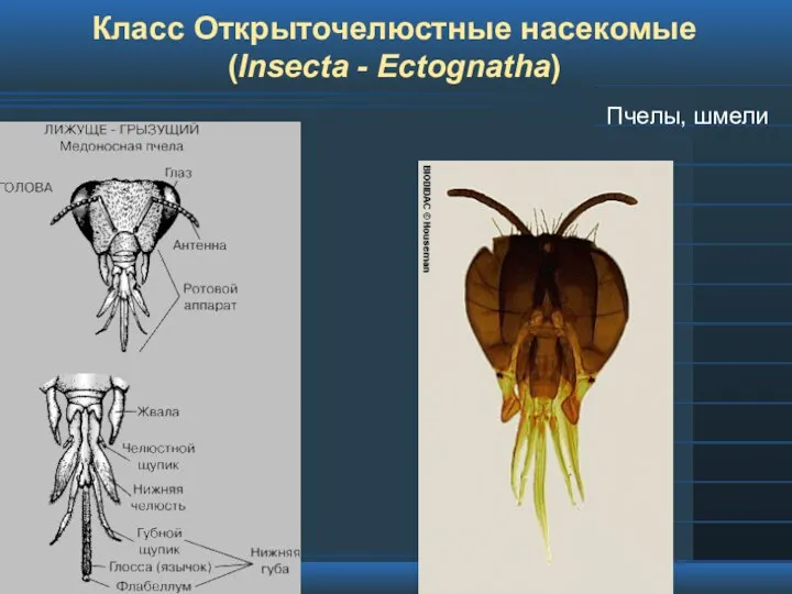 Класс Открыточелюстные насекомые (Insecta - Ectognatha) Пчелы, шмели