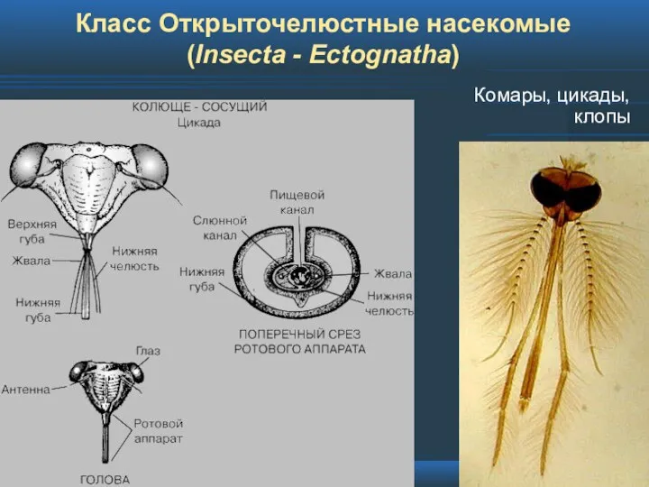 Класс Открыточелюстные насекомые (Insecta - Ectognatha) Комары, цикады, клопы