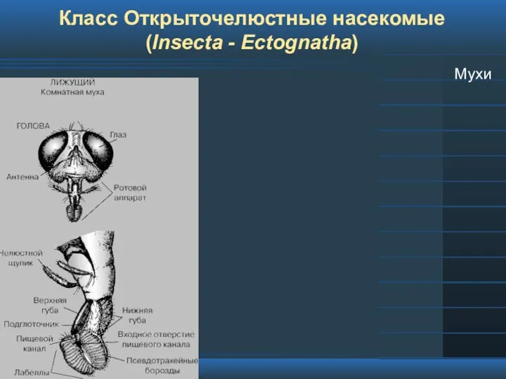 Класс Открыточелюстные насекомые (Insecta - Ectognatha) Мухи