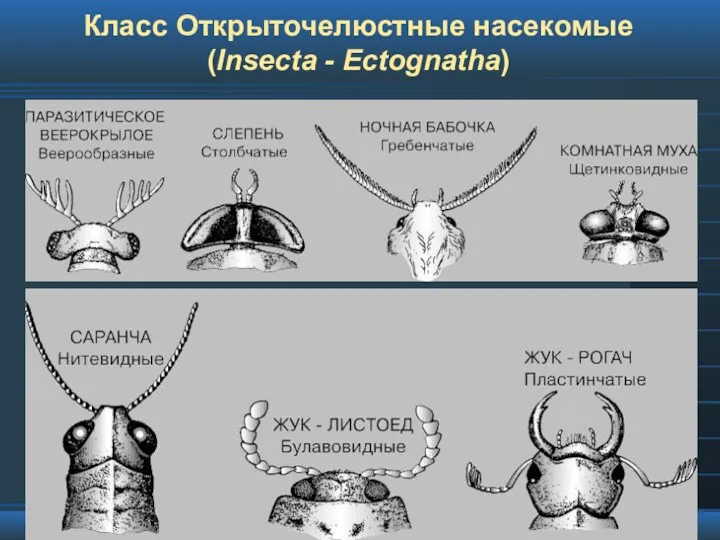 Класс Открыточелюстные насекомые (Insecta - Ectognatha)