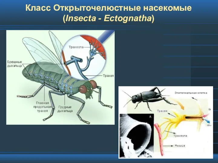 Класс Открыточелюстные насекомые (Insecta - Ectognatha)