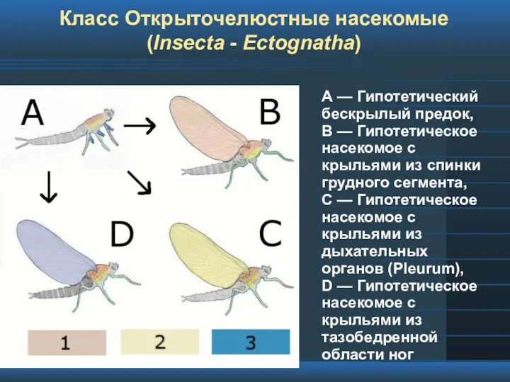 Класс Открыточелюстные насекомые (Insecta - Ectognatha) А — Гипотетический бескрылый