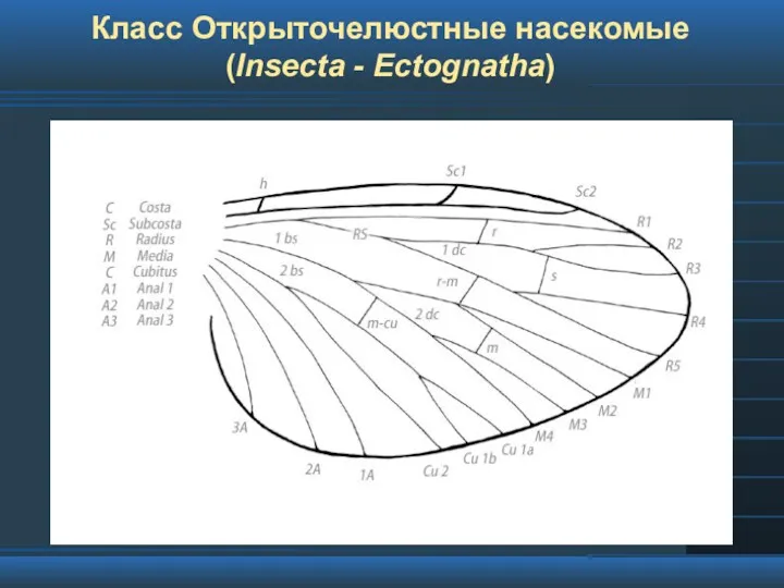 Класс Открыточелюстные насекомые (Insecta - Ectognatha)