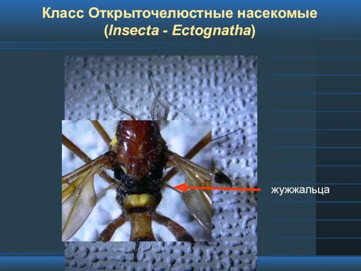 Класс Открыточелюстные насекомые (Insecta - Ectognatha)