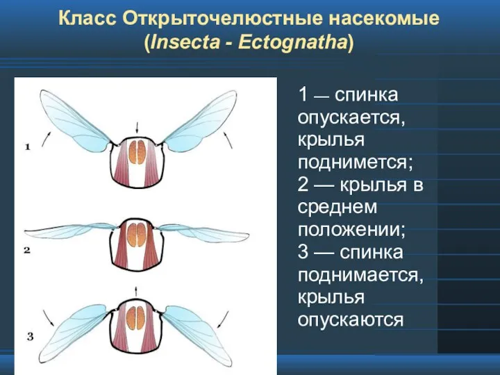 Класс Открыточелюстные насекомые (Insecta - Ectognatha) 1 — спинка опускается,