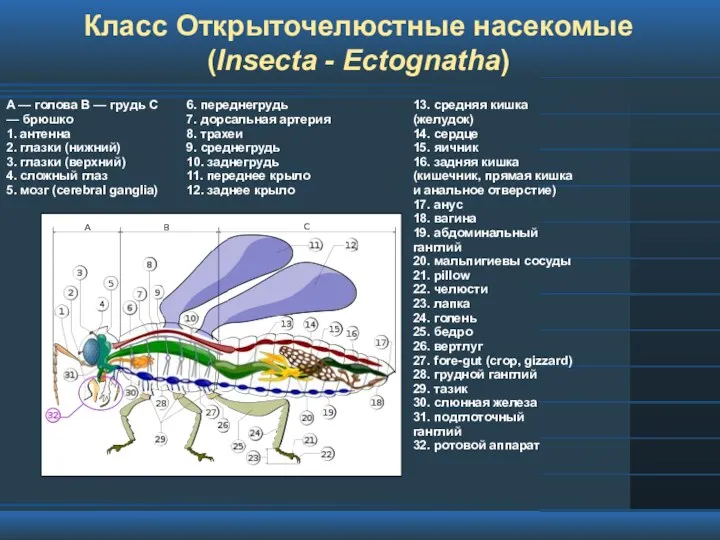 Класс Открыточелюстные насекомые (Insecta - Ectognatha) A — голова B