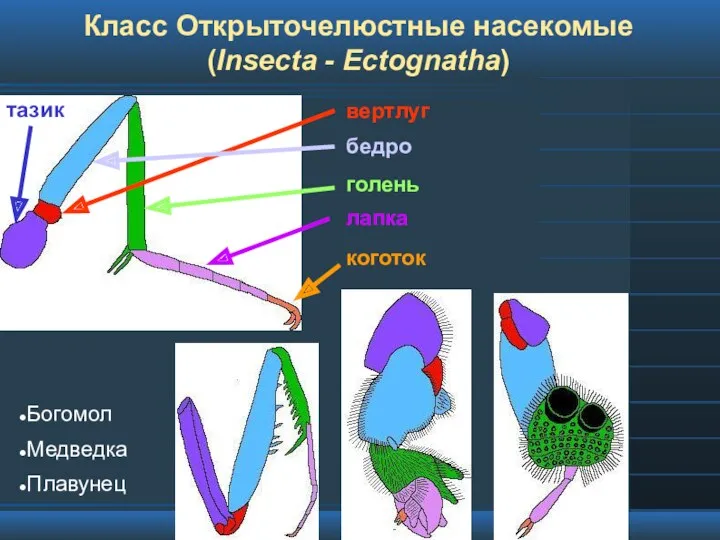 Класс Открыточелюстные насекомые (Insecta - Ectognatha) Богомол Медведка Плавунец