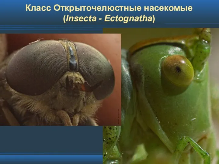 Класс Открыточелюстные насекомые (Insecta - Ectognatha)