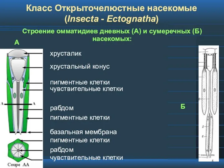 Класс Открыточелюстные насекомые (Insecta - Ectognatha) Строение омматидиев дневных (А)