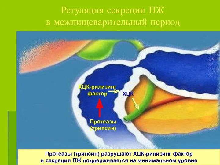 Регуляция секреции ПЖ в межпищеварительный период ХЦК-рилизинг фактор ХЦК Протеазы (трипсин) Протеазы (трипсин)